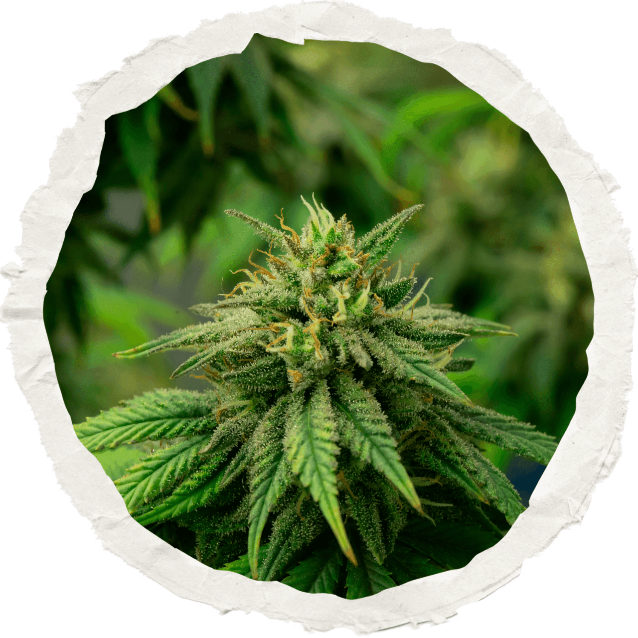 Weißer Kreis mit Cannabispflanze in der Mitte